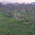 Csopak 夏季别墅 18